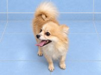 Yeni yuvasına gitmeye hazır pomeranian