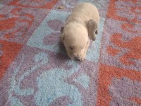 Yavru Golden Retriever