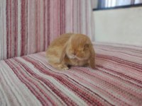 Cüce Lop Miniatur Lop Cüce Tavşan Çiftliği