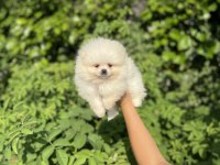 Üst Kalite Pomeranian Boo Bebekler