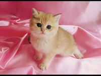 British shorthair yavru 1 aylık