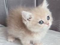 British shorthair erkek