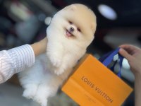 Excatly Teddy Bear-Ayı Suratlı Şecereli Pomeranian Bebekler