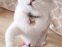 10 aylık british shorthair a kalite