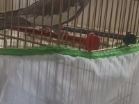 Erkek sultan papağanı 2 yaşında