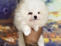 Pomeranian Bebekler Hazır