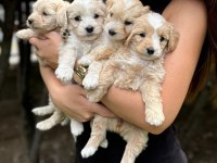 Mikro teacup orijinal maltipoo yavrularım