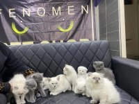Top kafa Scottish fold yavrular Ankara magaza