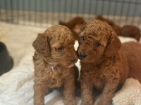 Kore Kan Poodle Yavrular