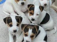 Jack Russell Yavrularım Sağlık Ve Irk Garantilidir