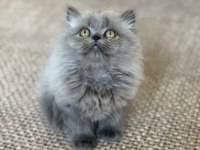 British Longhair Cer