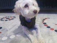 Süs Köpeği Maltepe
