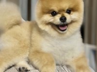 Antalyada pomeranian boo ayı surat yavrular
