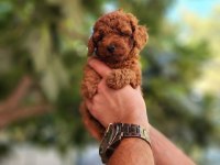 KORE DİŞİ VE ERKEK TOY POODLE YAVRULARIMIZ