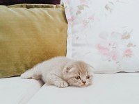Nadir renkte scottish fold