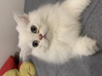 Cam gözlü british longhair yavru