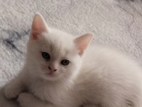 Minik british shorthair kediler
