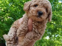 ERKEK POODLE YAVRUM YENİ AİLESİNİ BEKLİYOR