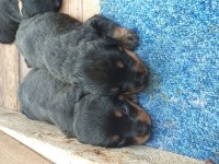 Yavru rottweiler