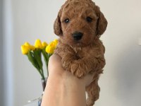 Toy poodle bebekler