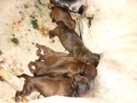 Anne altından 1 haftalık köpekler anne maskeli baba taiger
