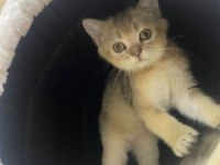 yavru kedi