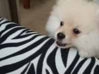 Pomeranian 6 aylık erkek spitz