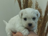 BEBEK MİNİ BOY MALTESE