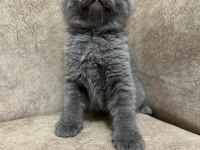 Safkan british shorthair AYI SURAT TOP KAFA bebis