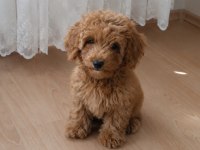 Uygun vasıflı safkan poodle