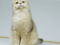 Bri ay11 british shorthair erkek yeni aile gitmeye hazır