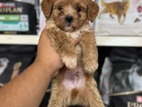 Kg Garantili Maltipoo Yavrularımız