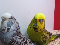 Show jumbo çift kuşlarımız