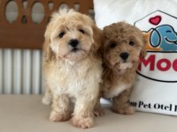 Petmode köpek çiftliğinden maltipoo yavrularımız