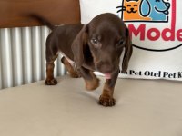 Petmode köpek çiftliğinden dacshund yavrumuz