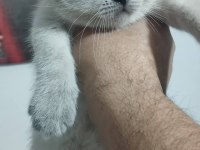 Blue point british shorthair yavrular
