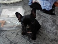 A+A kalite merle french bulldog