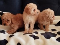SEVİMLİ POODLE YAVRULAR
