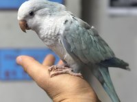 Evcil Konuşan Mutasyon Konur Papağanımız