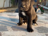 2 Aylık Canavar Cane Corso Yavrularım