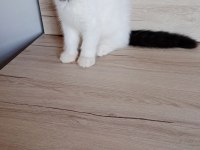 Show kalite exotic shorthair bebekler