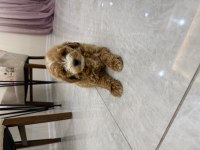 Maltipoo Yavrularımız Ailesini Bekliyor