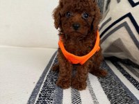 Orjinal Toy Poodle Yavrumuz