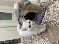 British shortair kedi sahiplendirme ilanı