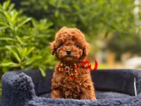 Safkan Toy Poodle Yavrularımız