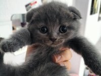 50 günlük scottish fold kediler