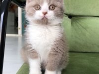 British shorthair lilac bi color erkek yavru