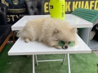 10 Aylık Dişi 2 Kg Pomeranian