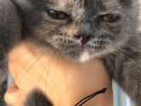 2 aylık dişi british shorthair