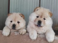 Sağlık ve ırk garantili chow chow yavrularımız